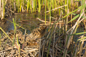 Bird's nest .