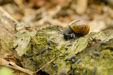 white-lipped snail and woodlice general , 
