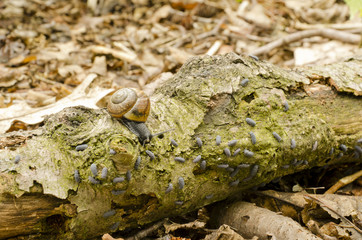 white-lipped snail and woodlice general , 