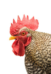 Rooster isolated