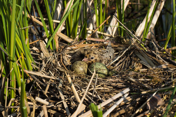 Bird's nest .