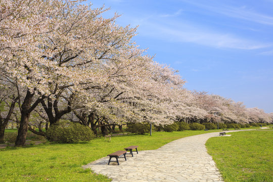 北上展勝地の桜並木　岩手県北上市