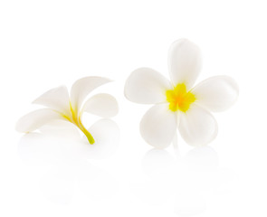Fototapeta premium Tropical flowers frangipani (plumeria) isolated on white backgro