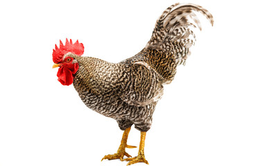 Rooster isolated