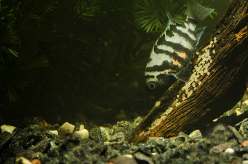 striped fish and eggs on the trunk
