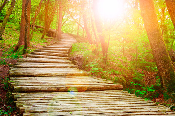 Forest pathway