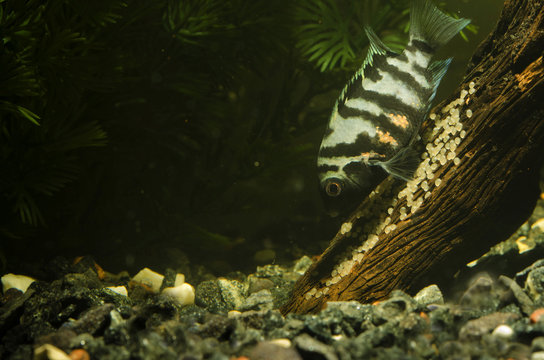 Striped Fish And Eggs On The Trunk
