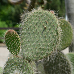 kaktus
