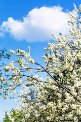 white cloud in blue sky and cherry tree blossoms