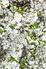 twig of blossoming cherry tree in spring