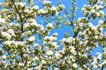 white and pink blossoming apple tree