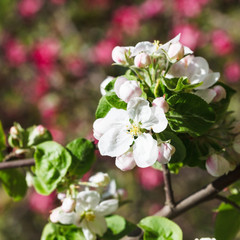 white bloom of flowering apple tree