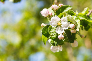 twig of apple tree with white blossoms close up