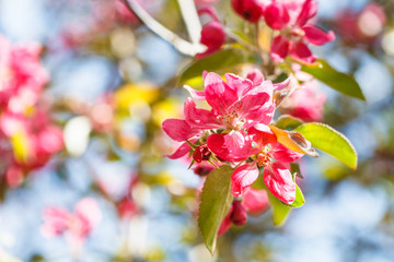 twig of apple tree with pink blossoms close up