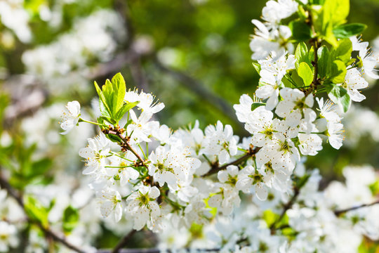 white cherry tree blossoms close up in sping