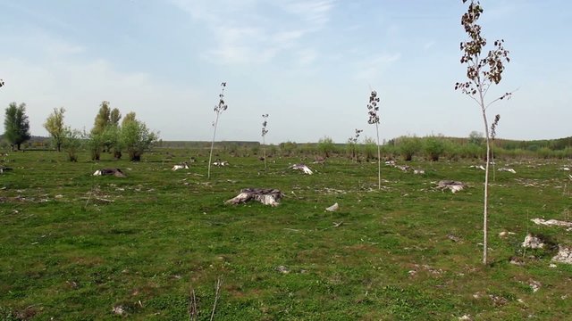 HD 1080 steadicam: sustainable developement - reforestation