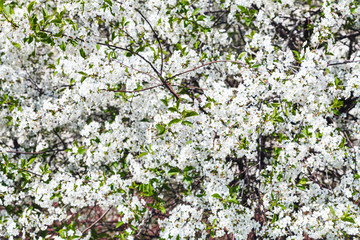 white blossom of cherry tree in spring