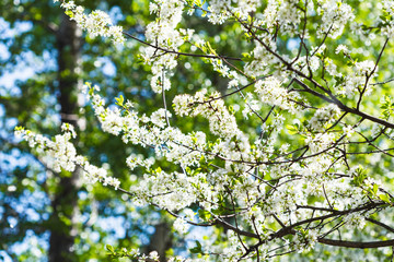 flowering cherry tree in sunny day