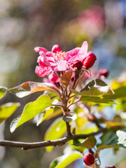 pink blossom of apple tree close up