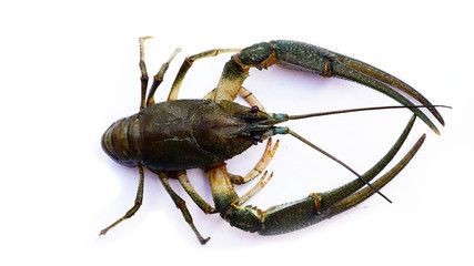 lobster on a white background