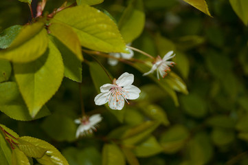 cherry flower