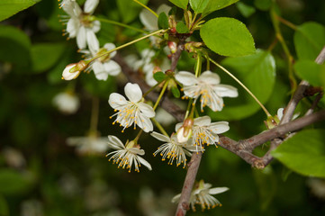 white flowers