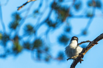 Flycatcher on a branch