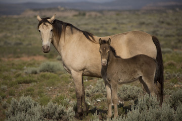 Obraz na płótnie Canvas champange horse mare and baby