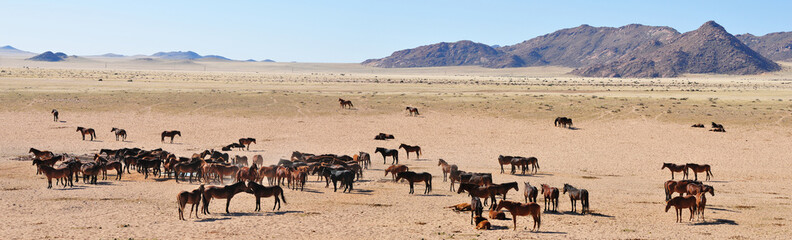 Wild horses of the namib panorama