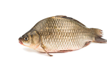 Fresh fish carp