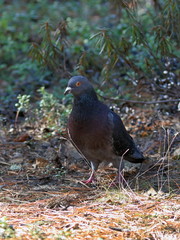 Pigeon in the wood