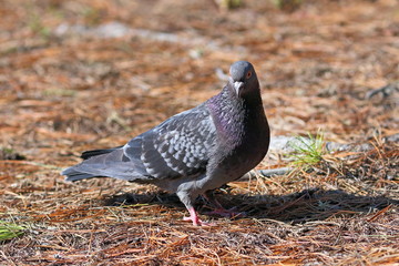 wild pigeon