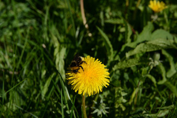 Hummel auf Maistock