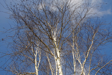 Fototapeta na wymiar Silver birch trees in winter