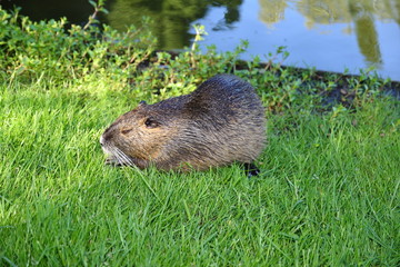 Nutria im Gras am Ufer eines Sees