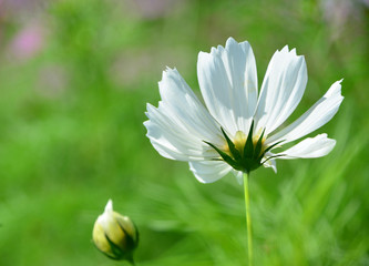 White cosmos