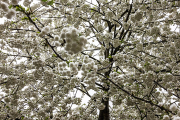 Cherry blossoms in bloom