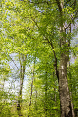 spring green forest, Bavaria, Germany