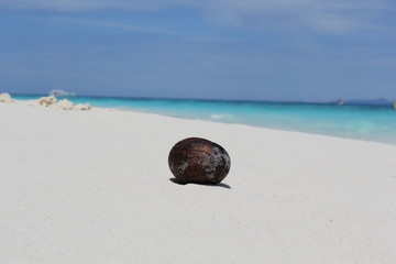The coconut on the  white  beach 