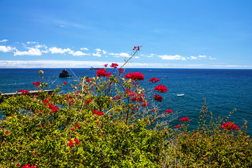 tropical beach of Madeira