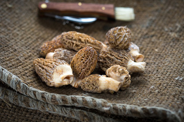 Fresh Morelle Mushrooms on rustic background