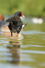 Moorhen, Gallinula chloropus