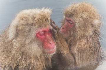 温泉の湯気のイケメン猿グループ　Monkeys in the steam bath