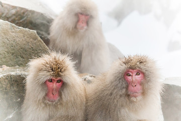 温泉の湯気のイケメン猿グループ　Monkeys in the steam bath