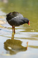 Moorhen, Gallinula chloropus