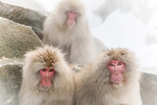 温泉の湯気のイケメン猿グループ Monkeys In The Steam Bath Stock Photo Adobe Stock