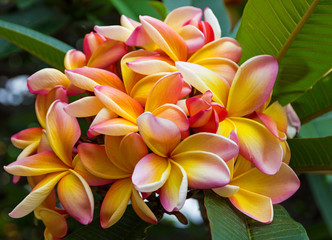 Tropical flowers Plumeria blooming, Madeira, Portugal.