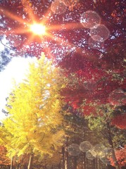 warm light from the sun.  © apitsada