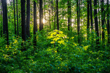 Sunset in the forest on the road between trees