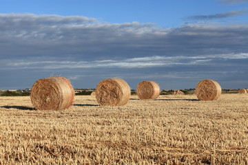 Paesaggio con rotoballe di fieno